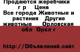 Продаются жеребчики 14,15 16 г.р  › Цена ­ 177 000 - Все города Животные и растения » Другие животные   . Орловская обл.,Орел г.